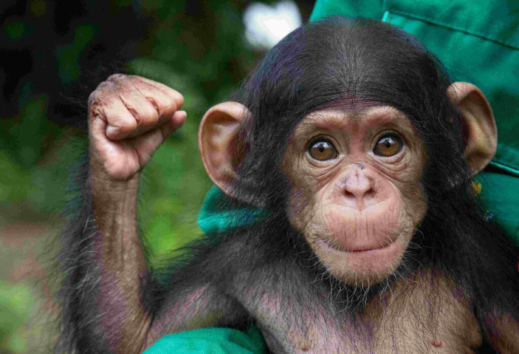A photo of a baby chimpanzee sitting outside in a person's lap.