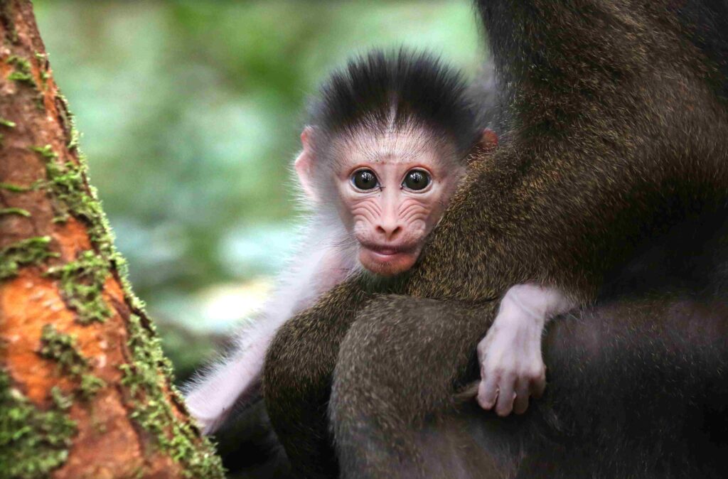 A photo of a baby mandrill sitting in their mother's lap outside.
