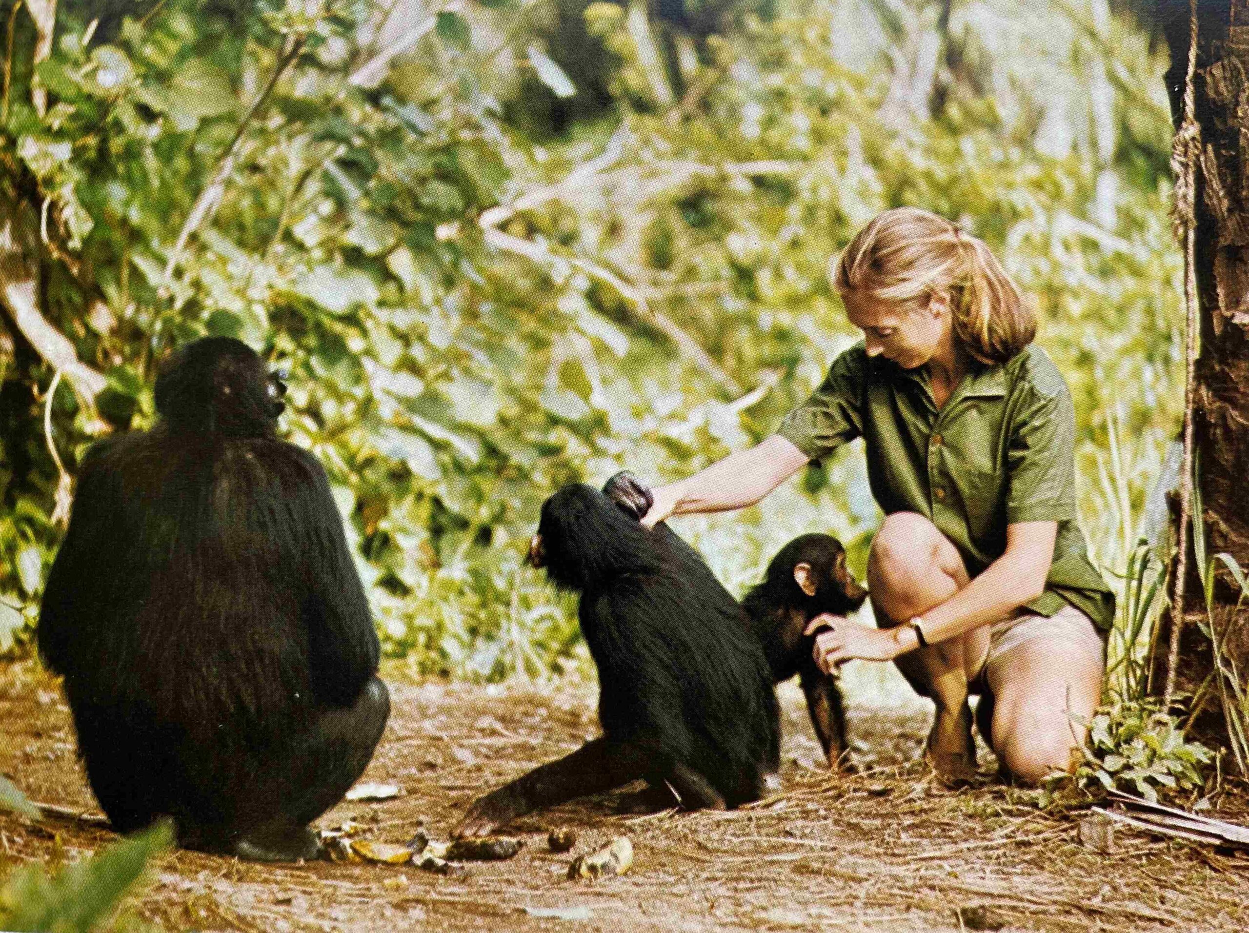 A photo of a young, feminine person with light skin and blond hair in a ponytail (Dr. Jane Goodall) kneeling on the forest floor and interacting with a baby chimpanzee while a young chimpanzee and an adult chimpanzee look on.