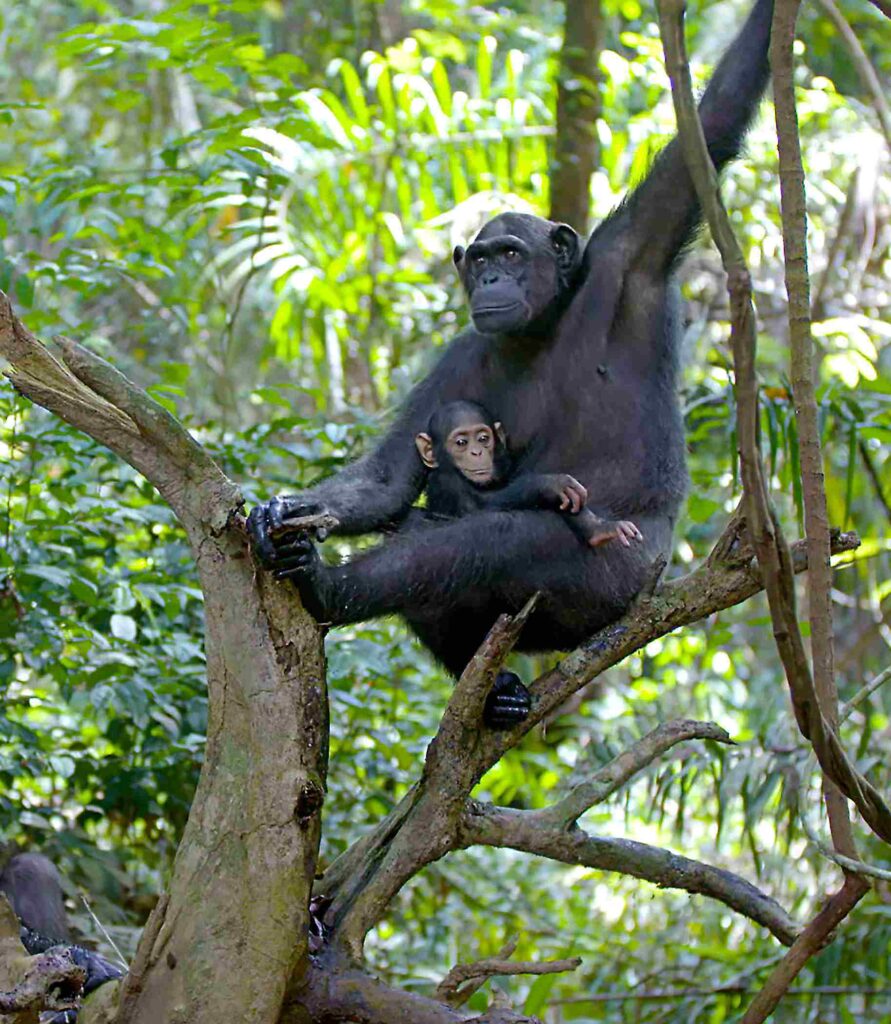 A photo of an adult chimpanzee sitting in the branches of a tree with a baby chimpanzee in her lap.
