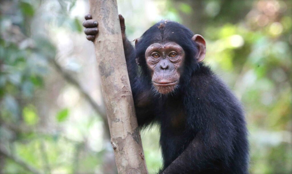 A photo of a young chimpanzee holding onto the trunk of a narrow tree.