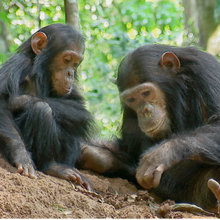 Two adolescent chimpanzees sitting on a termite mound in Gombe National Park.