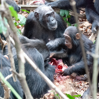 Three chimpanzees sitting around the carcass of a monkey in a forested setting.