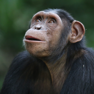 A close up of a chimpanzee looking up with hope.