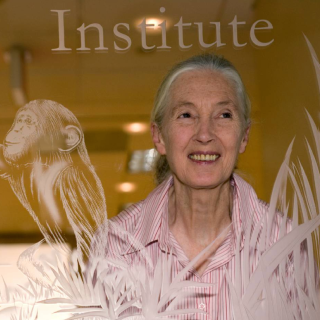 A mature woman in a pink collared shirt with a grey pony tail (Jane Goodall) standing behind a glass door with "Institute" and a young chimpanzee etched in the glass.