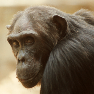 A close up of old female chimpanzee with white iris.
