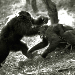 Two male chimpanzees fighting in a forest setting (Gombe National Park).