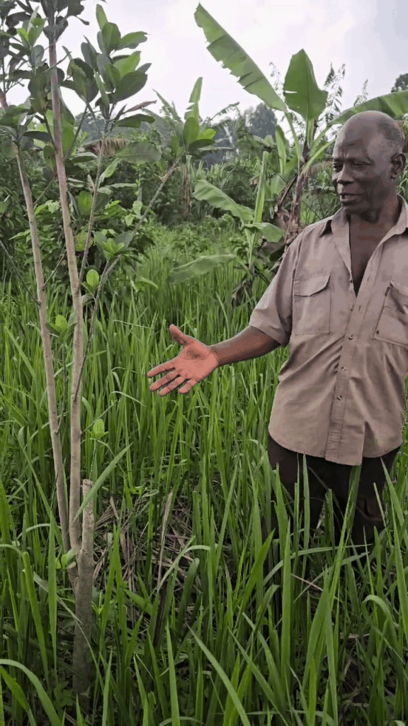 A photo of a middle-aged, masculine person with dark skin and a bald head standing outside in tall grass and gesturing to a sapling.