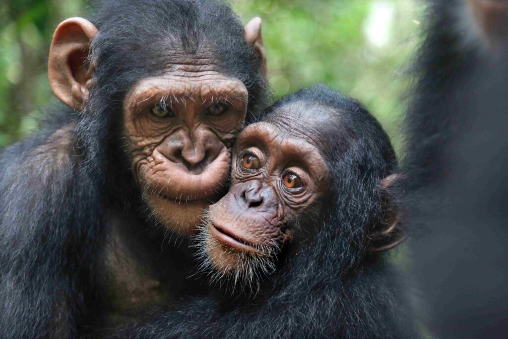 A photo of two young chimpanzees hugging one another outside.
