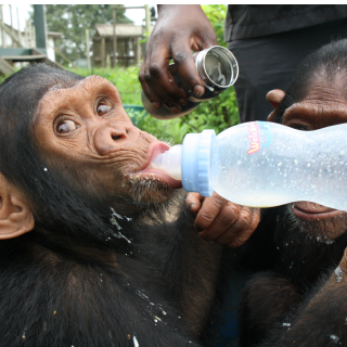 A young orphaned chimpanzee drinks a white substance out of a nippled bottle.