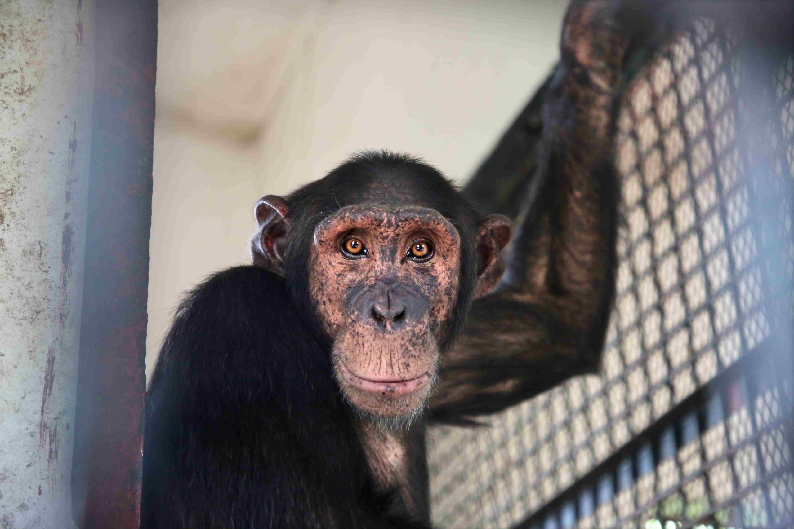 A photo of an adult chimpanzee hanging onto the grate of an open enclosure and looking directly at the camera.