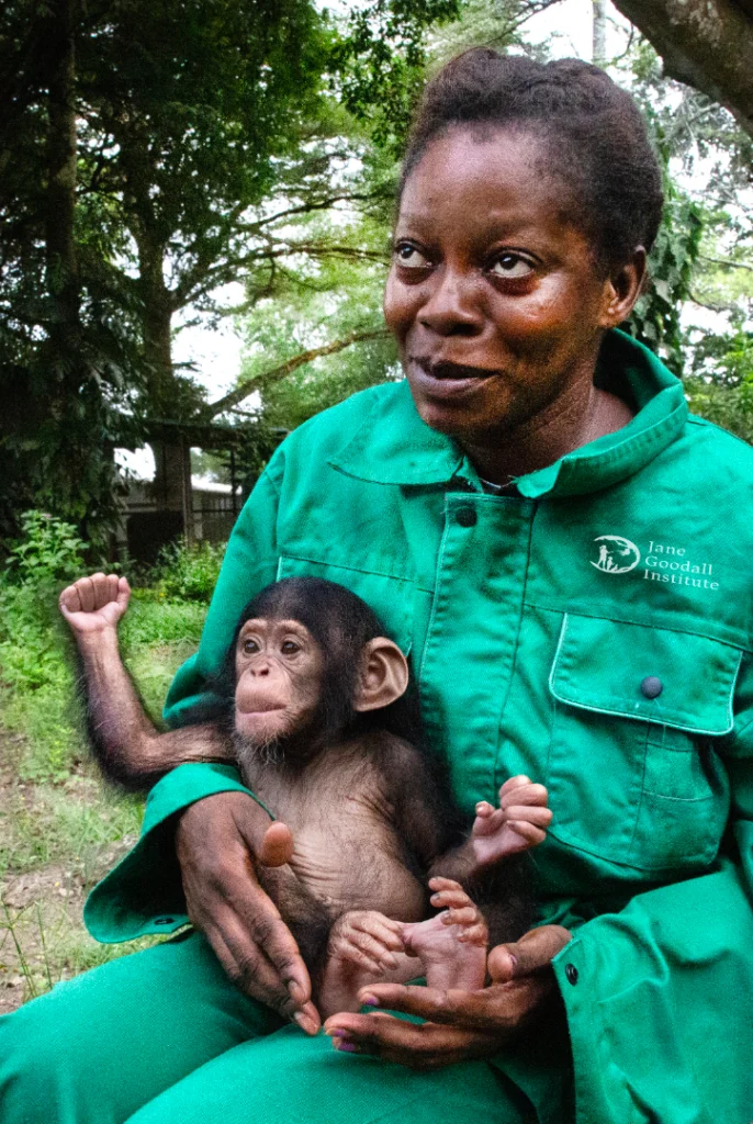 A photo of a middle-aged, feminine person with dark skin and short, curly, black hair sitting outside with a baby chimpanzee in her lap.
