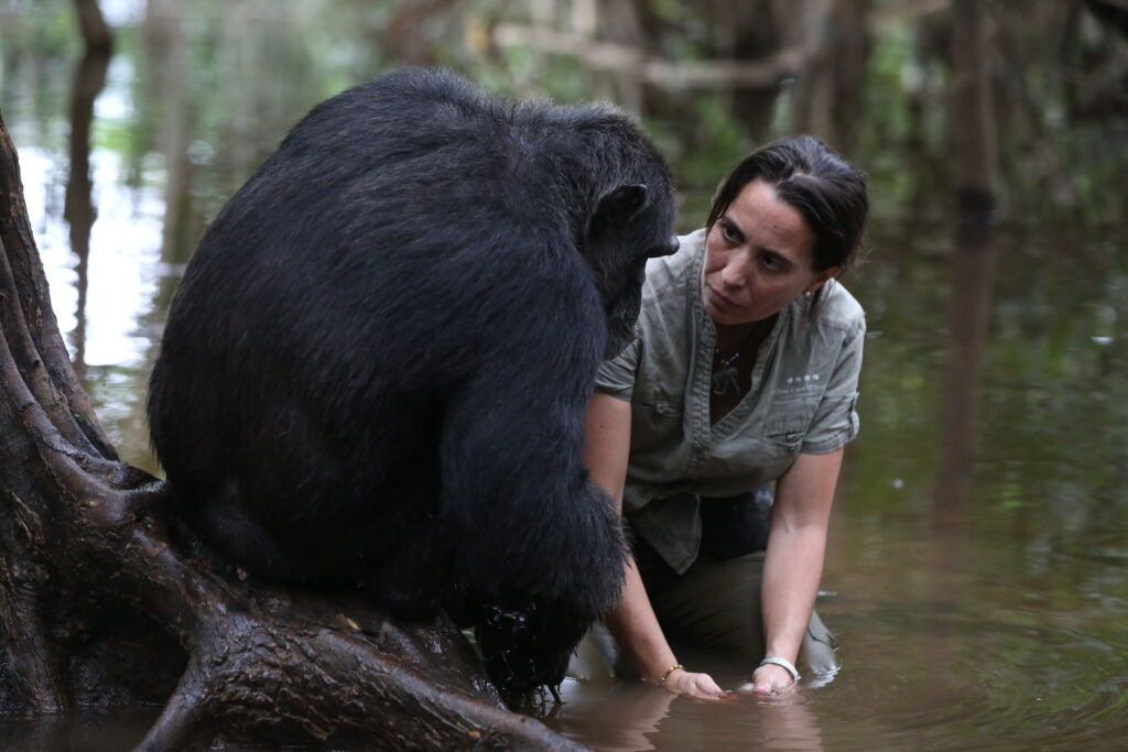 A feminine person with dark hair kneels in water while assisting a large male chimpanzee sitting on a tree above the water.