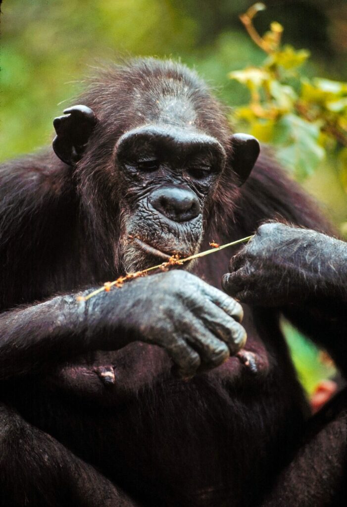 A photo of an adult chimpanzee eating termites off of a stick in the forest.