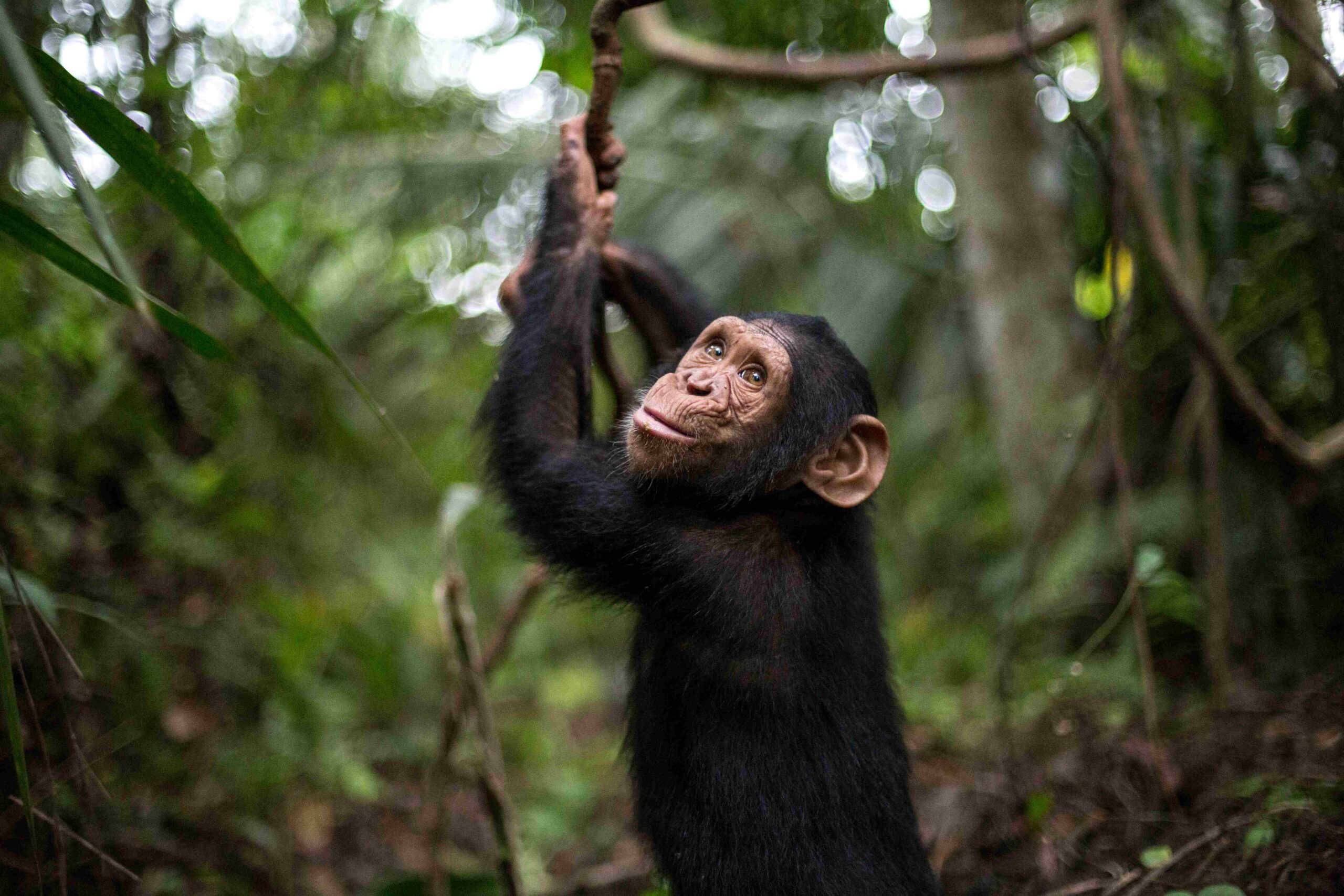 A young chimpanzee swings from a branch in a forest setting.