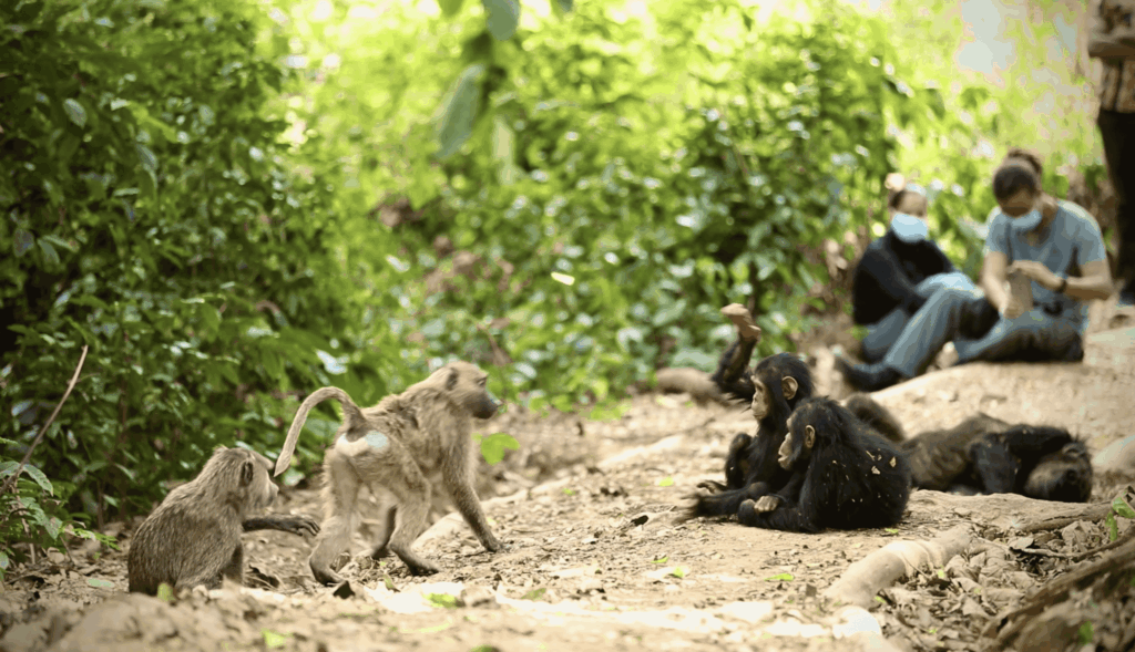 A group of young baboons and young chimpanzees sit together in a wild forest setting.