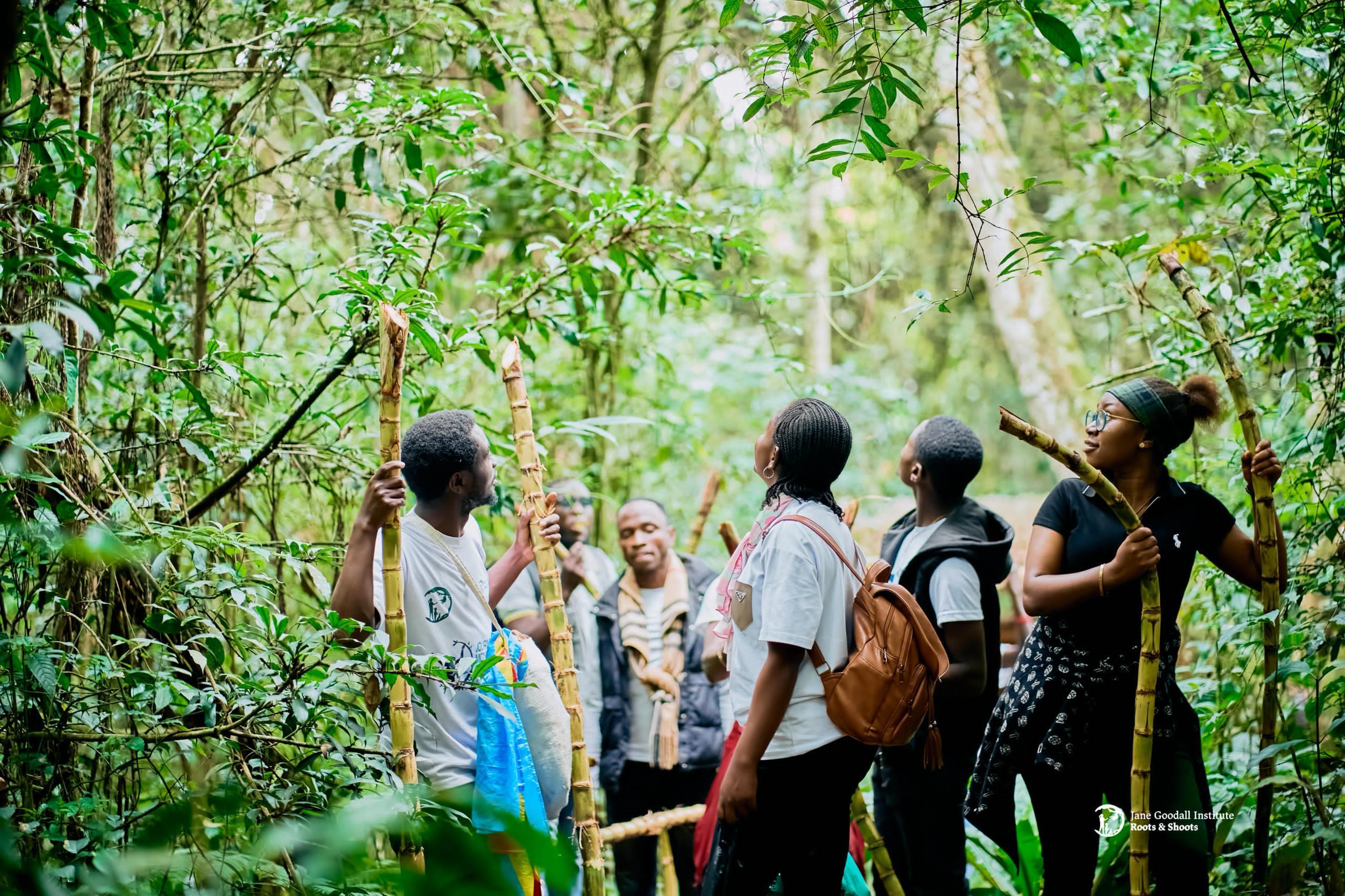 A group of researchers and students look up into the canopy while hiking in Gombe National Park.