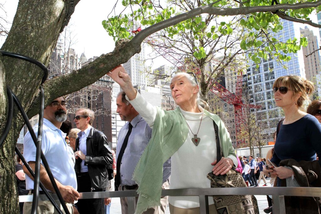 A photo of an elderly, feminine person with light skin and white hair in a ponytail (Dr. Jane Goodall) reaching out to touch a tree in the middle of a crowd of people.