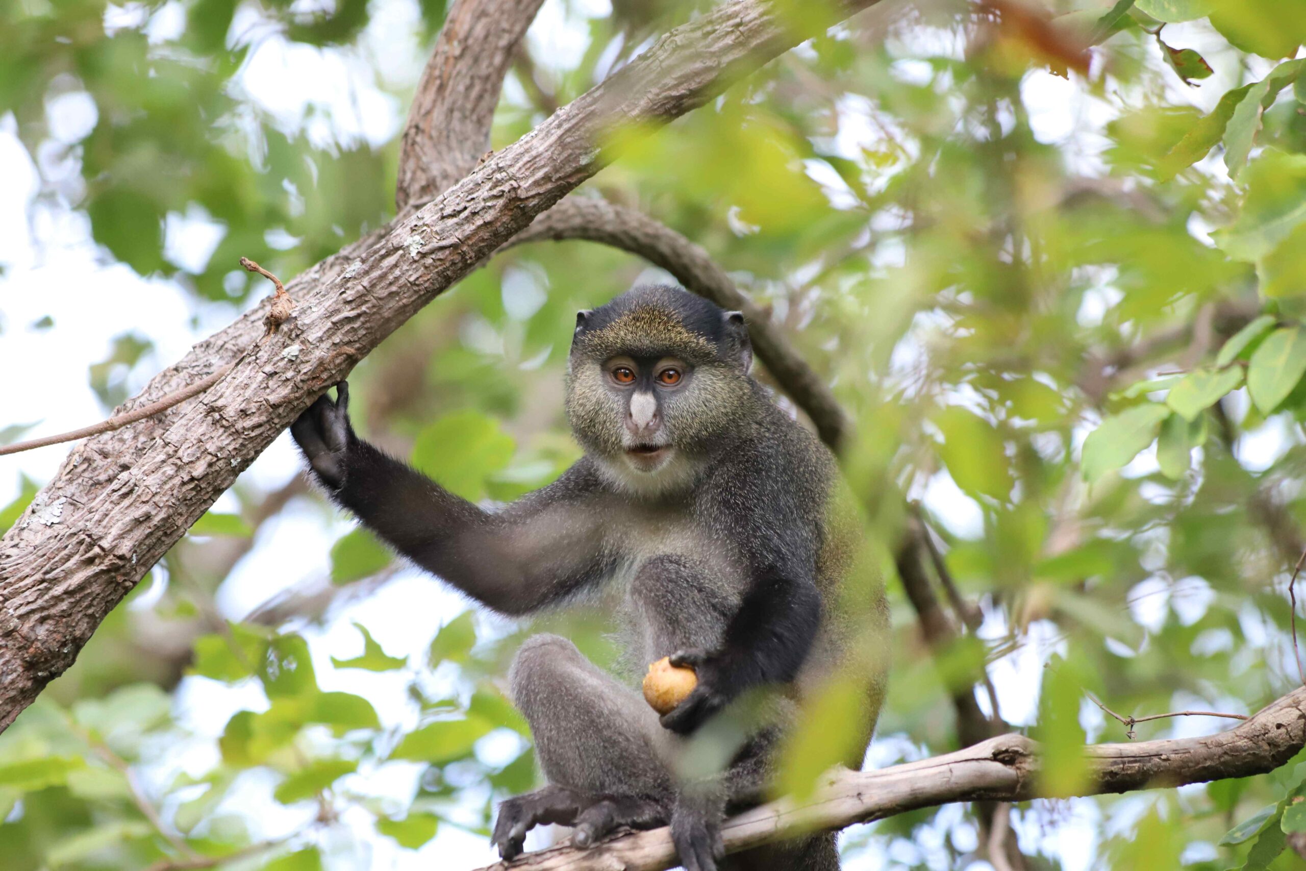 A photo of a hybrid guenon monkey sitting in the branch of a tree in the forest and eating a piece of fruit.