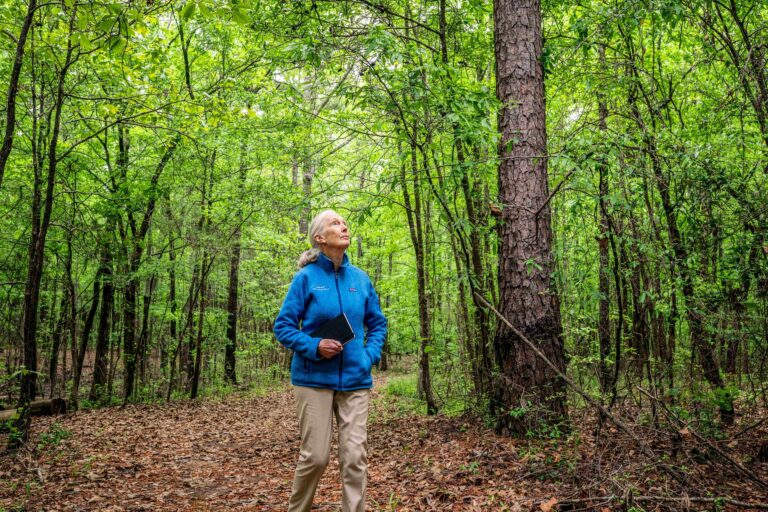A mature woman with a white ponytail (Jane Goodall) wearing a blue jacket, walking through a lush green forest.