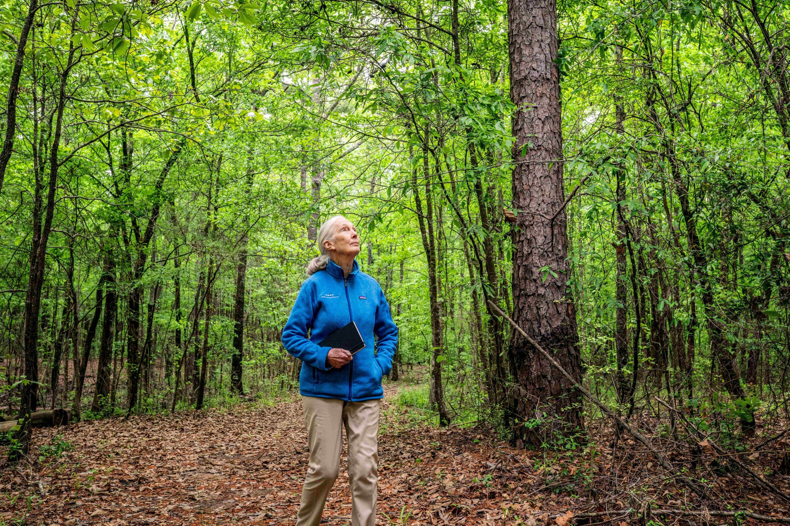 Restoring the Gombe Forests