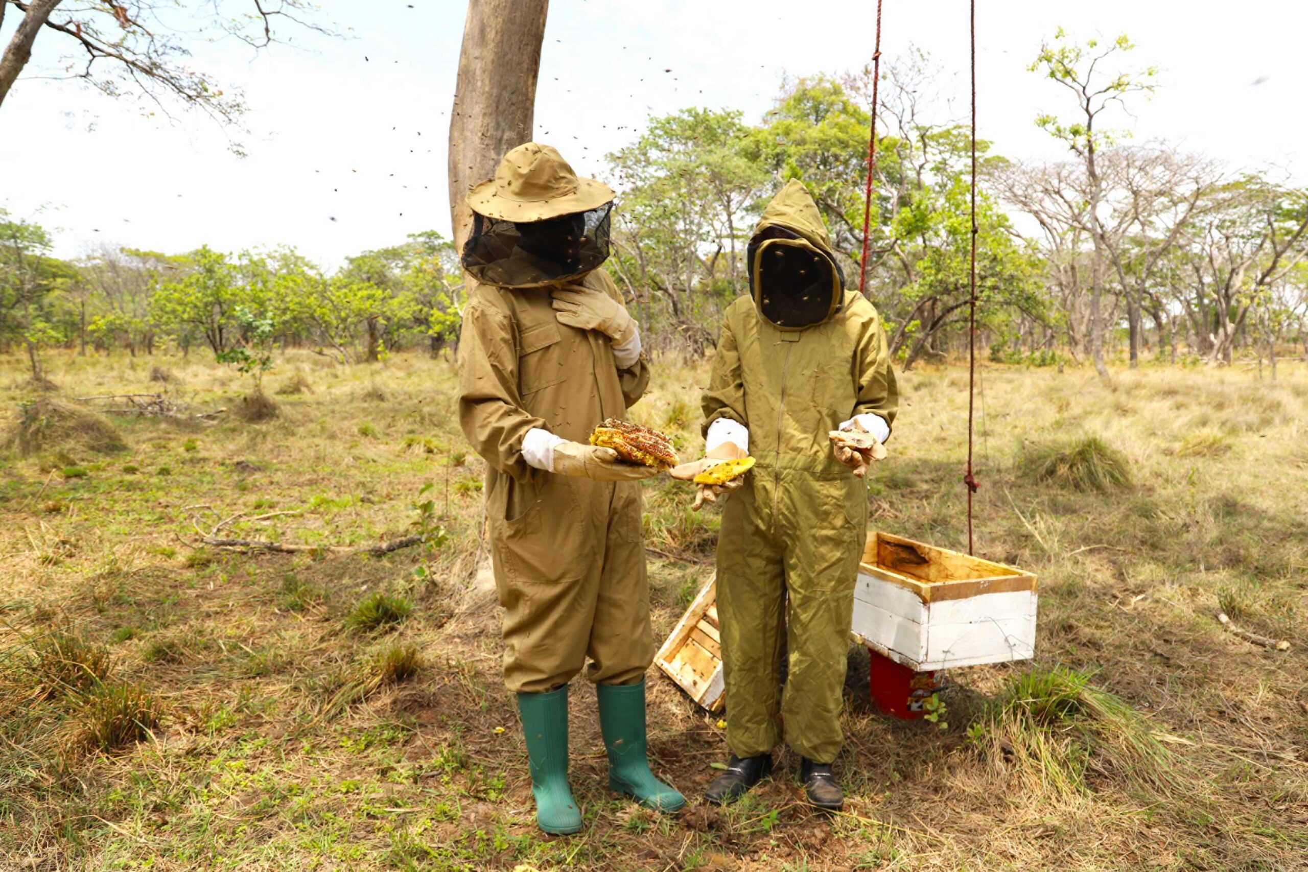 A photo of two people in beekeeping suits standing outside by a manmade hive and inspecting honeycombs as bees fly around them.