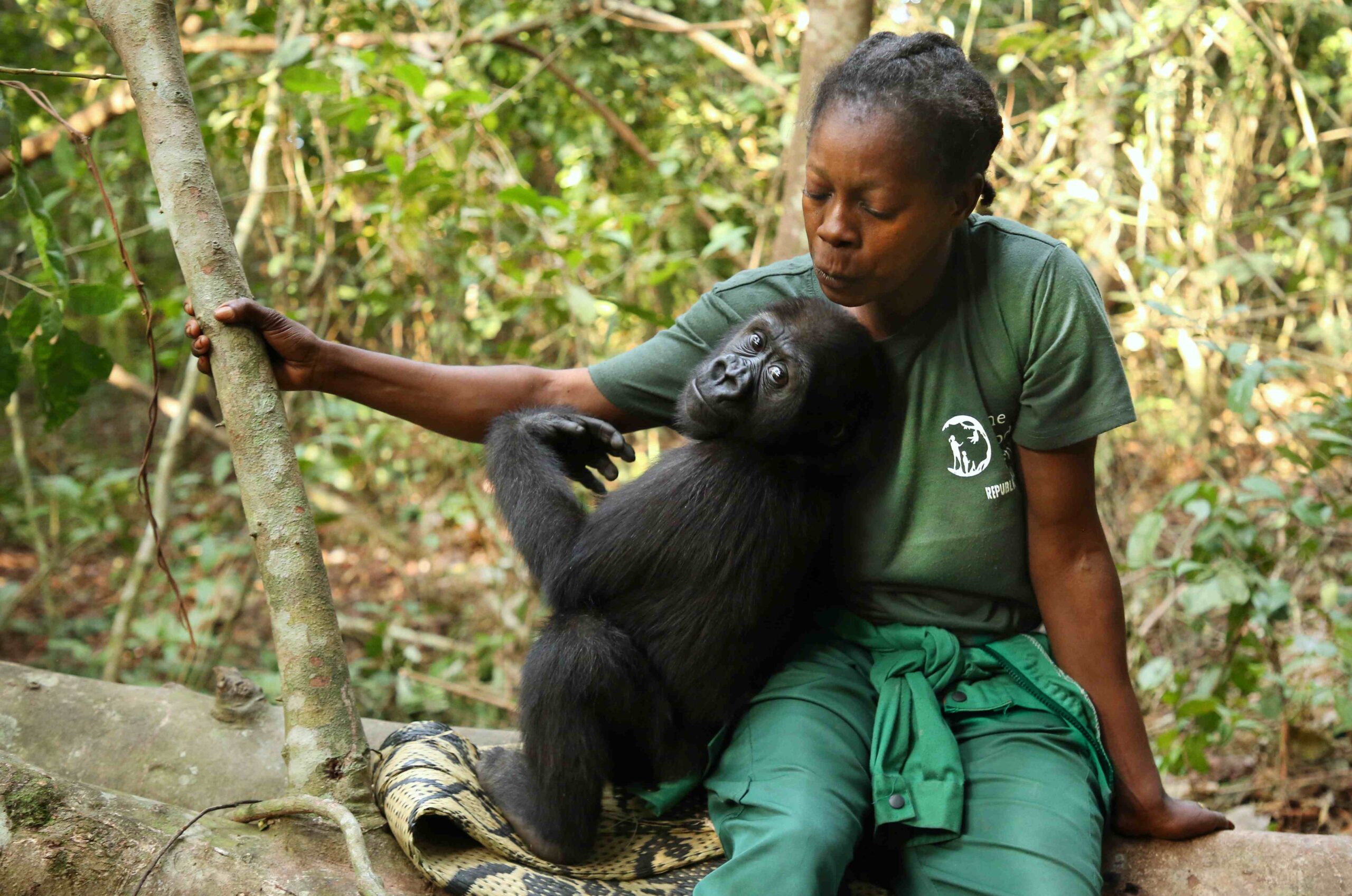 A feminine presenting person sits on a log in a forest setting with an infant gorilla.