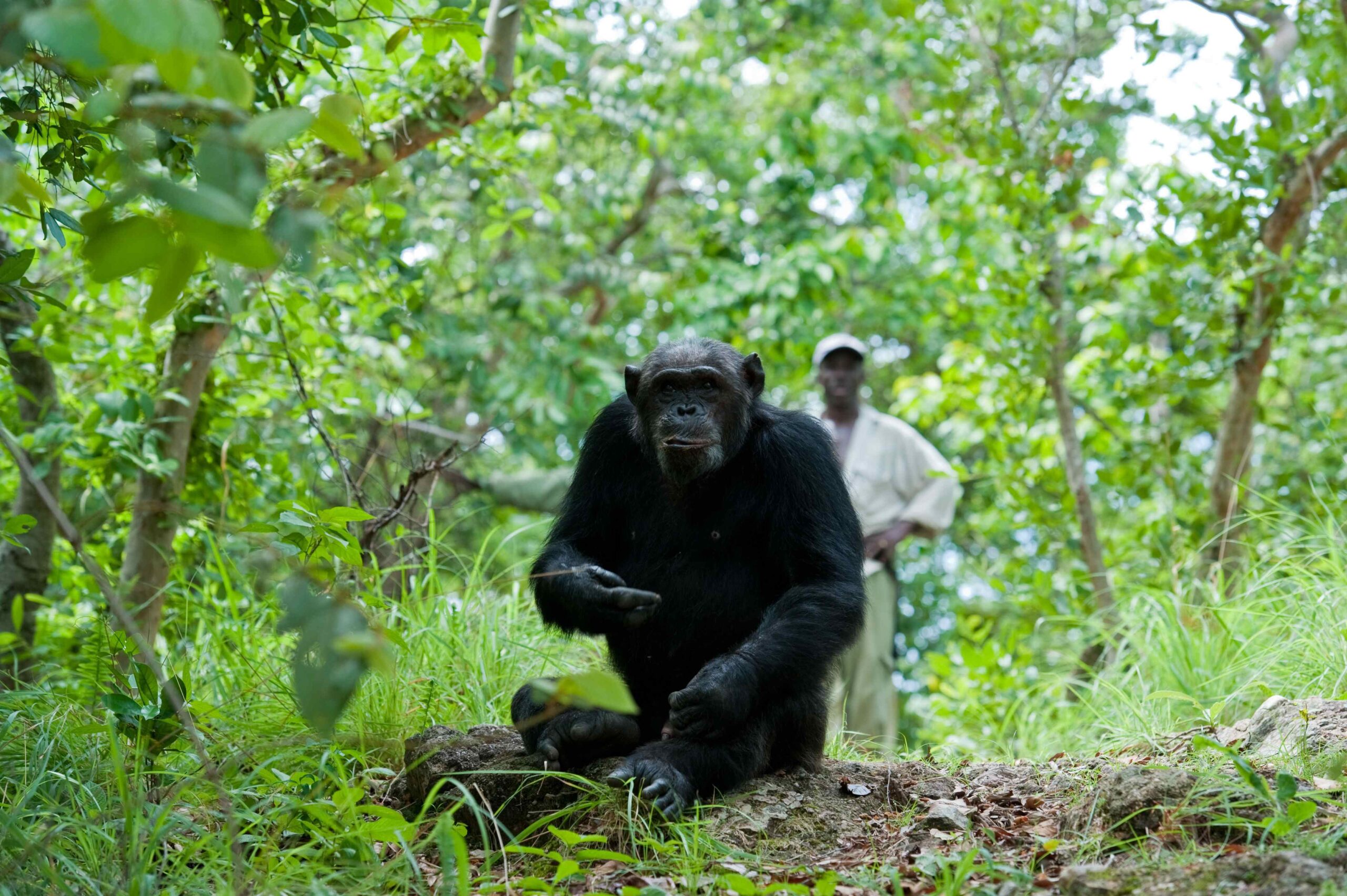 A large male chimpanzee sits in the foreground with a researcher in a white shirt watching from behind in Gombe National Park.