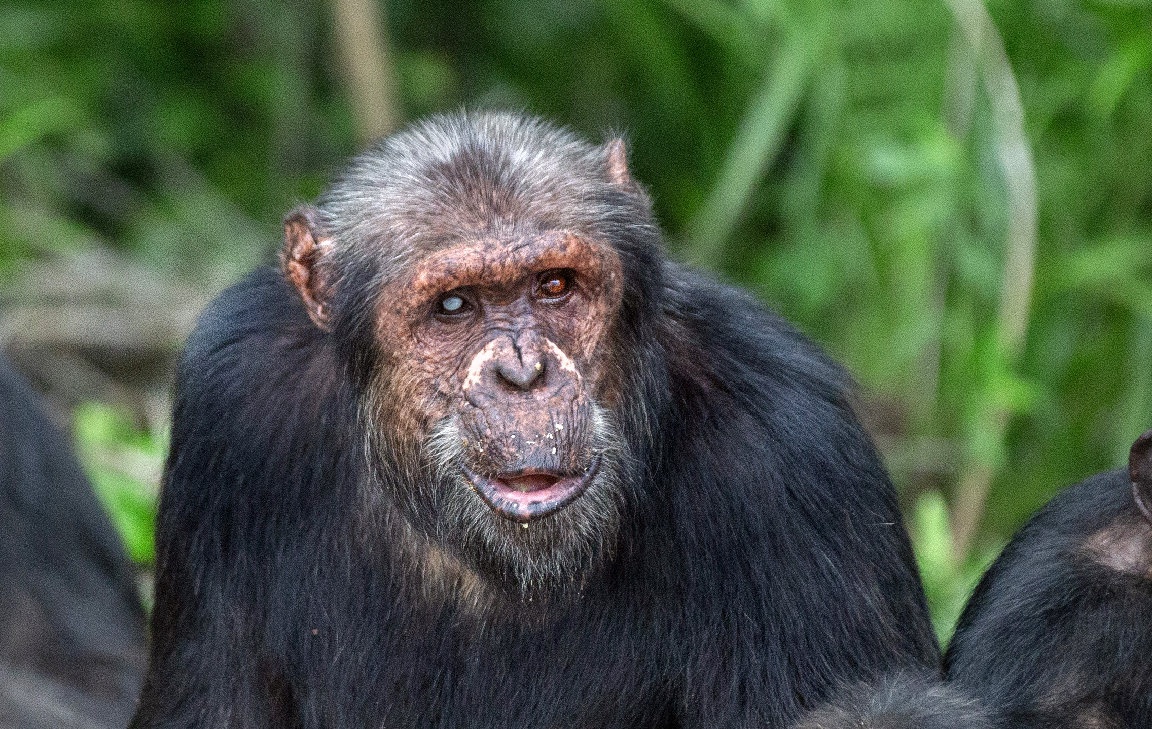 A photo of an adult chimpanzee with a cataract over one eye sitting in the middle of a forested area.