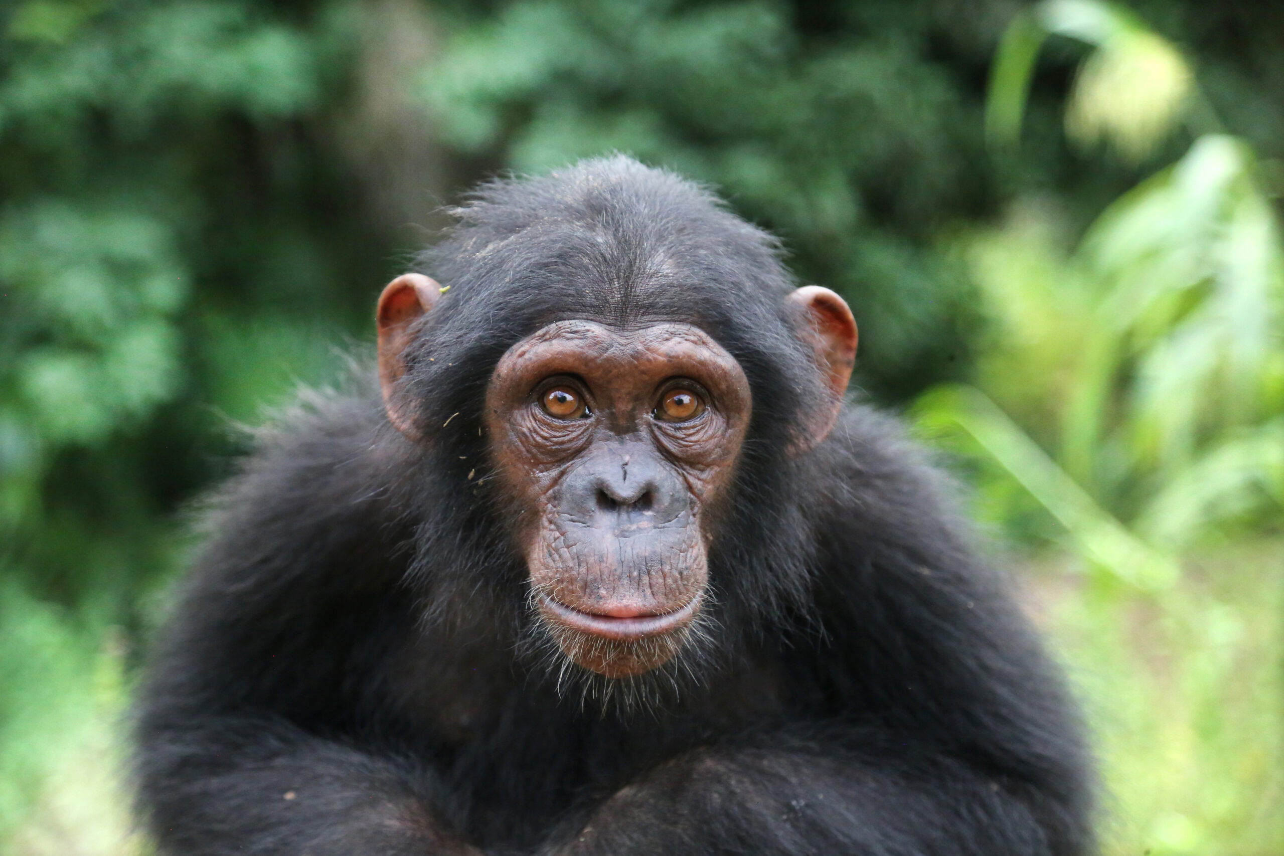 A photo of a young chimpanzee sitting in a forested area and staring directly at the camera.
