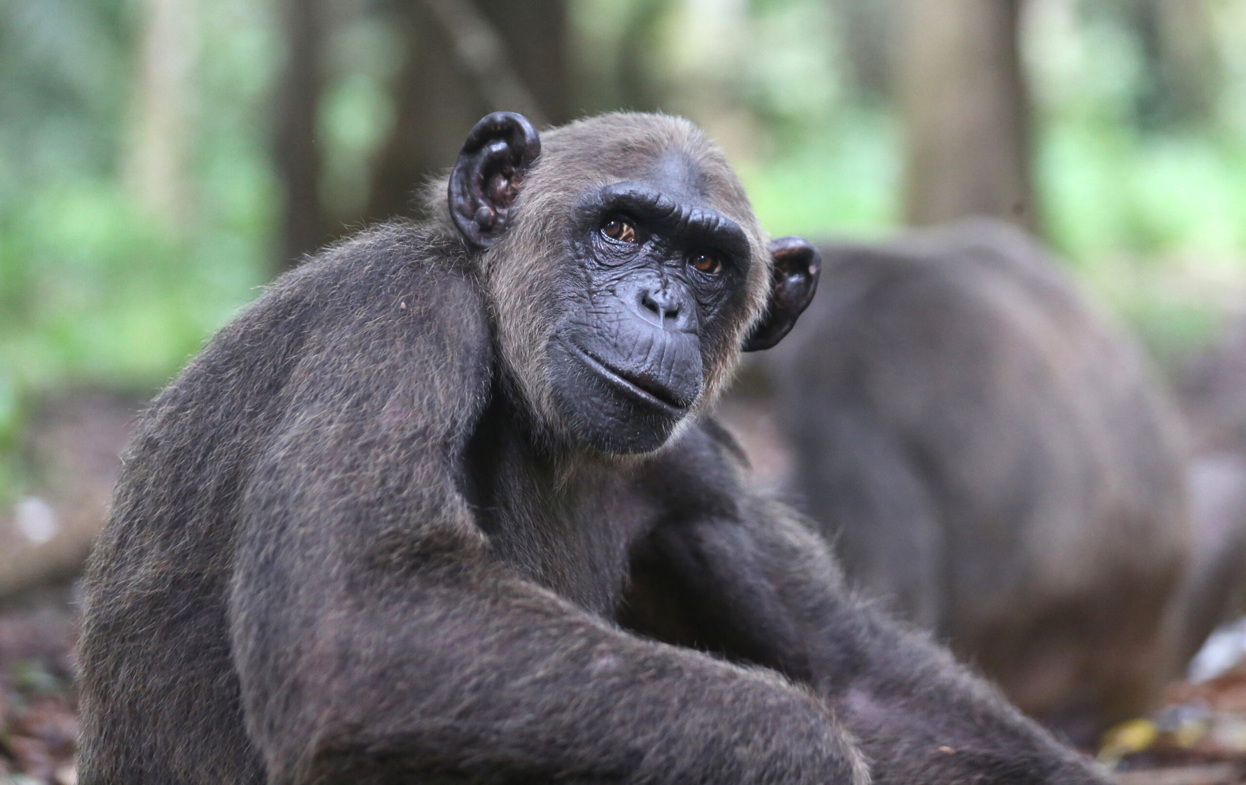 A photo of an adult chimpanzee sitting in a forested area and looking off to the side curiously.