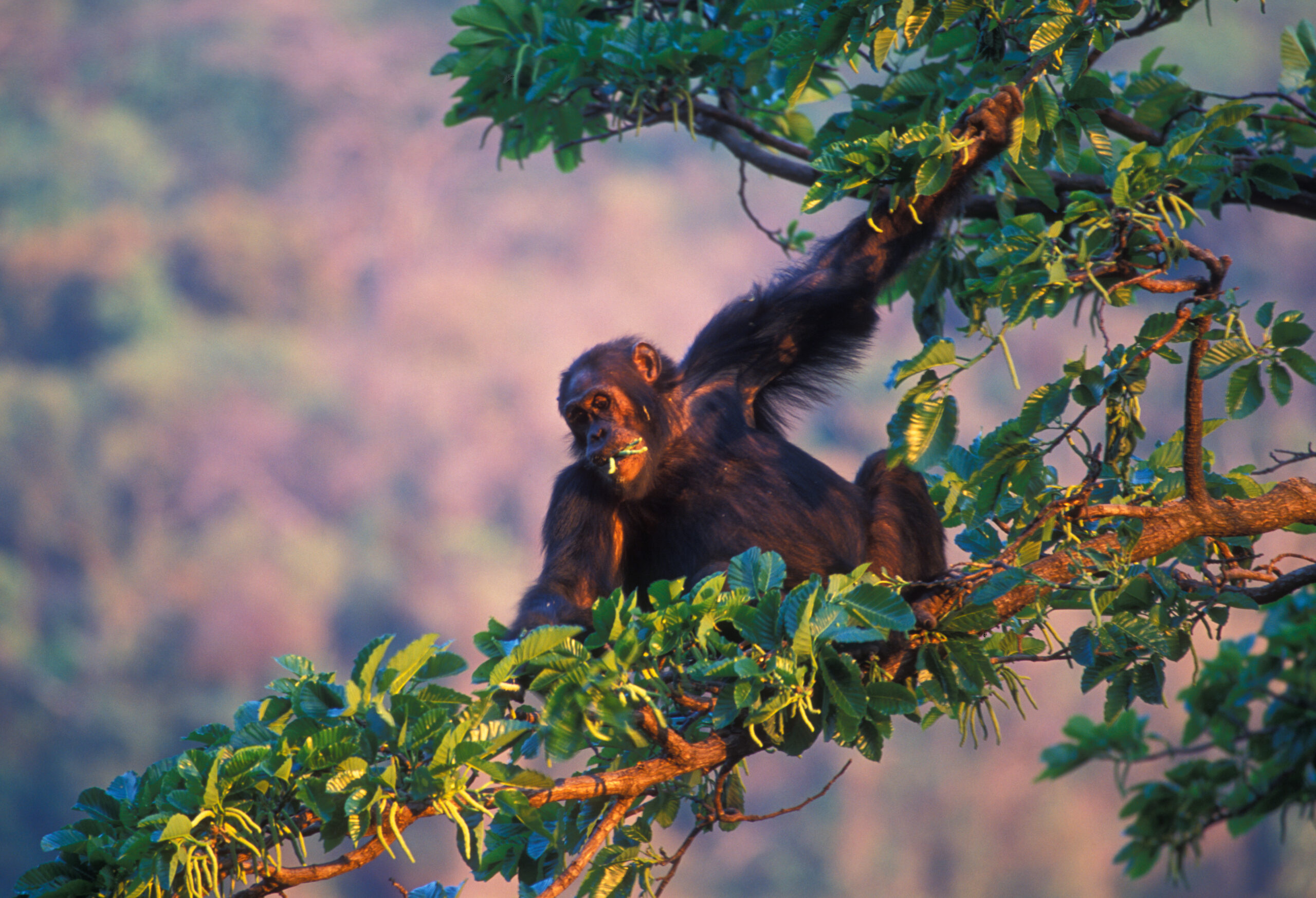 A chimpanzee sits high in the canopy at sunset over Gombe National Park.