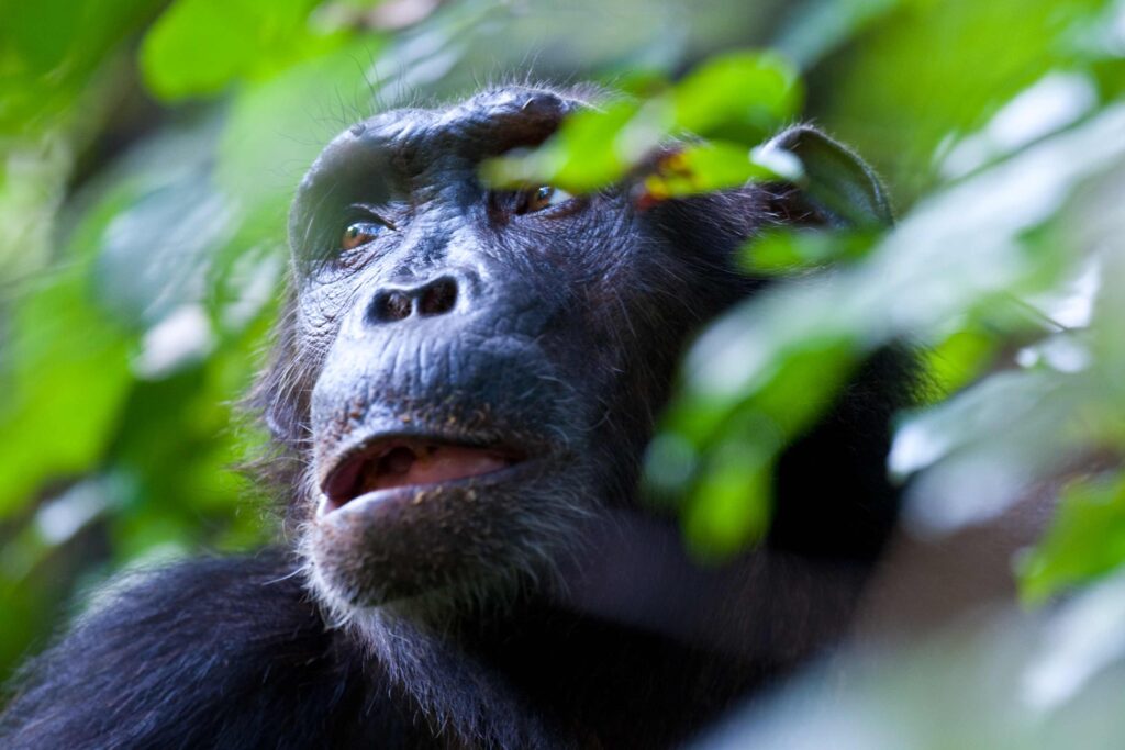 A close-up photo of an adult chimpanzee in the forest.