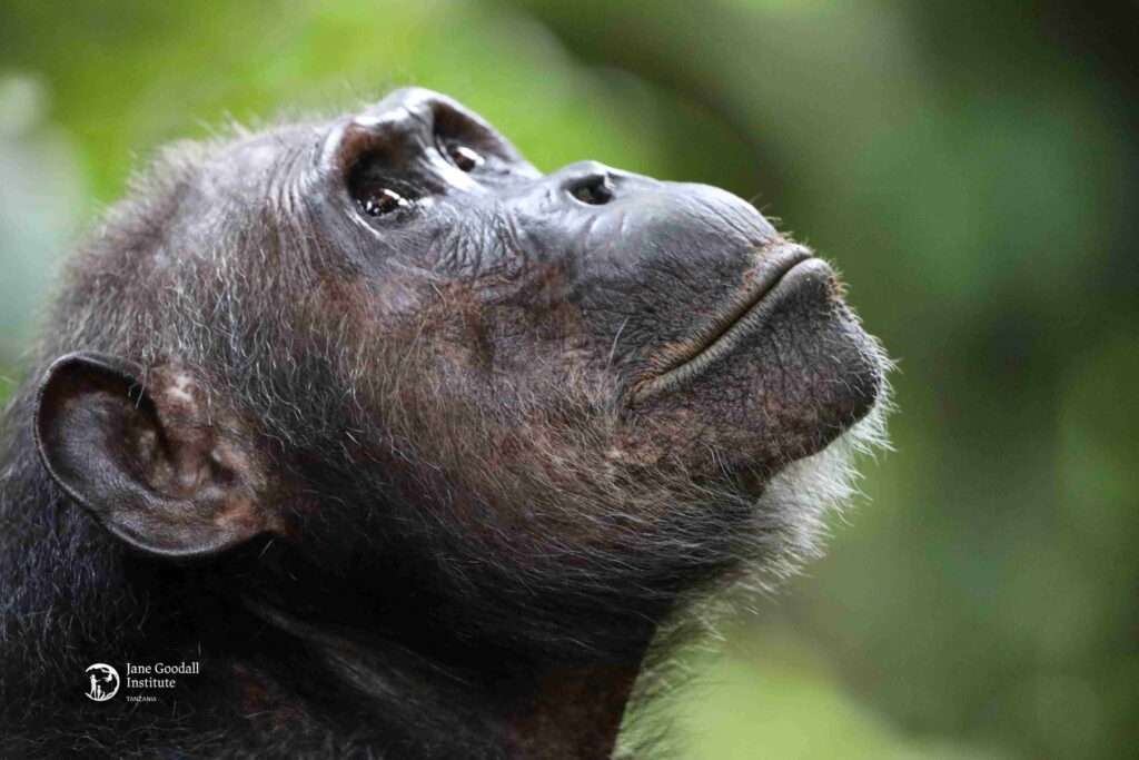 An close-up photo of an adult chimpanzee, named Gremlin, looking up in a wild setting.