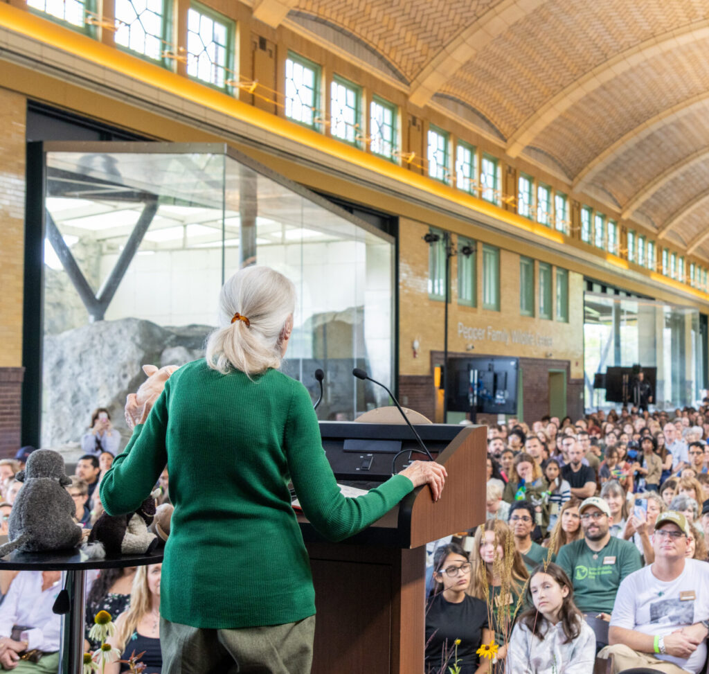 A feminine person with a green sweater and grey ponytail (Jane Goodall) stands at a podium in from of a large crowd.