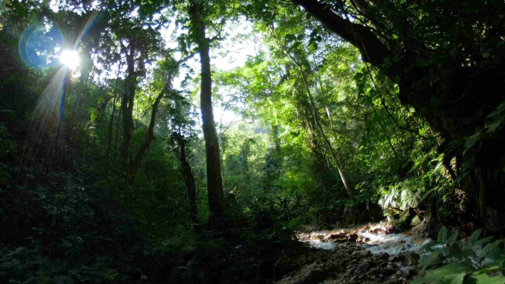 A photo of a dramatic beam of light breaking through forest canopy.
