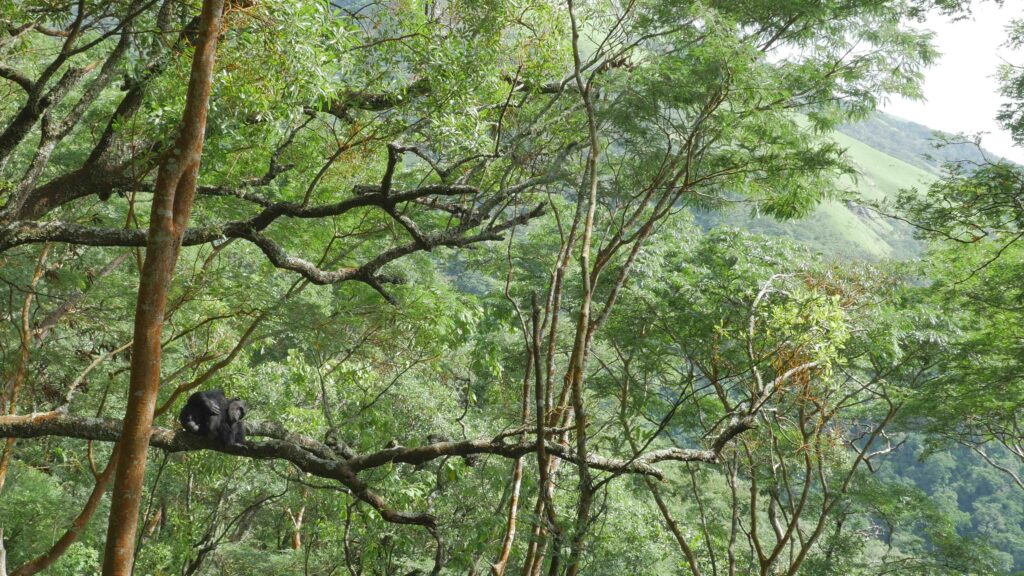 A wide shot of two chimpanzees sitting on a branch in a forested hillscape.