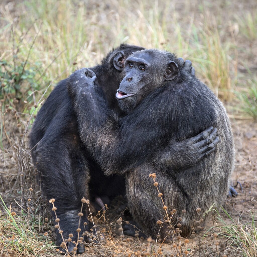 A photo of two adult chimpanzees embracing one another outside.