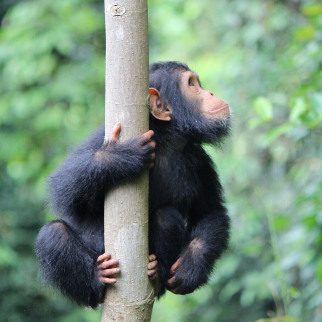 A photo of a baby chimpanzee holding onto the narrow trunk of a tree outside and looking up.