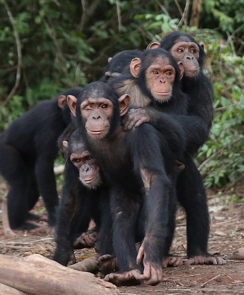A photo of five young chimpanzees standing one behind the other outside.
