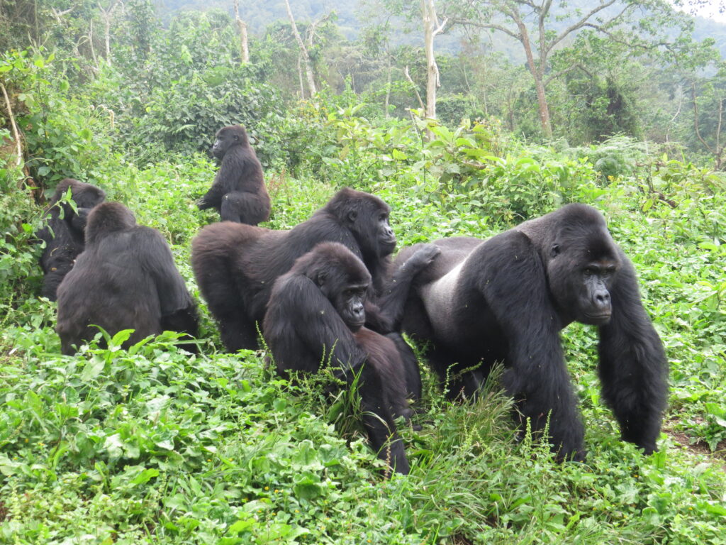 A group of gorillas congregate in a lush forest landscape.