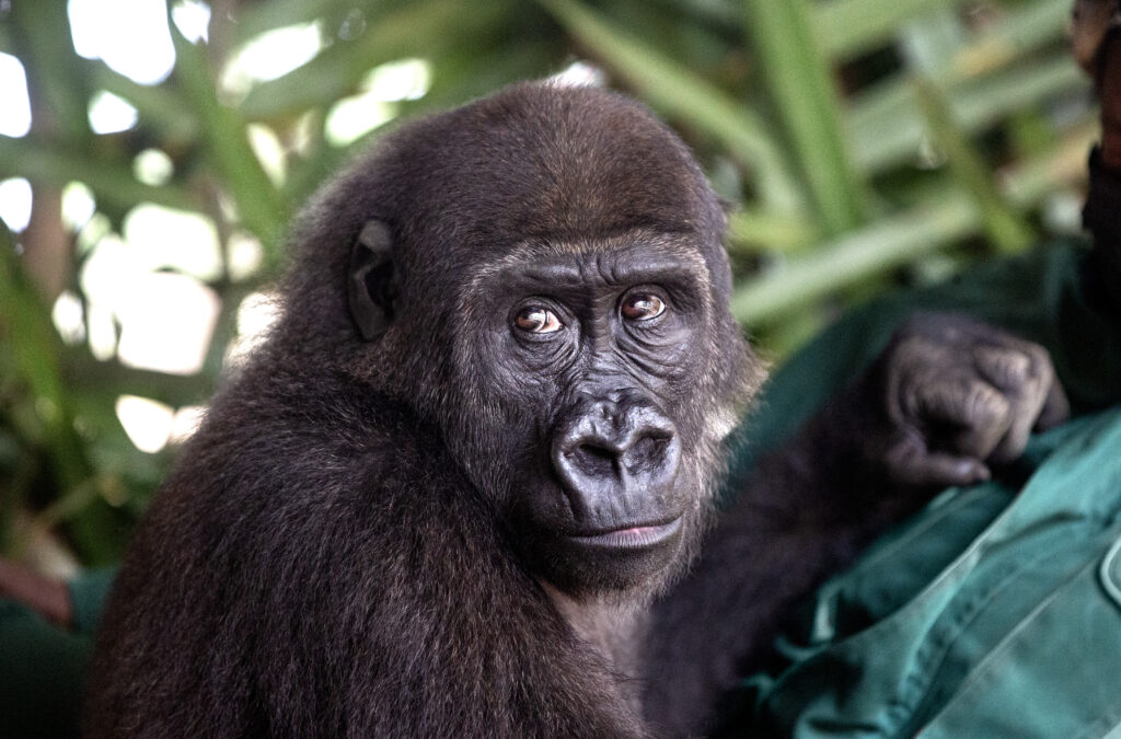 A close-up photo of young western lowland gorilla