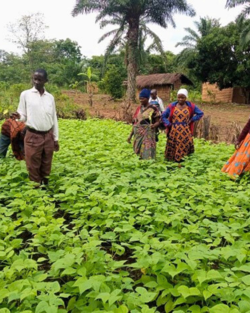 A photo of six people with dark skin and varying appearances standing outside in a field full of one type of plant.