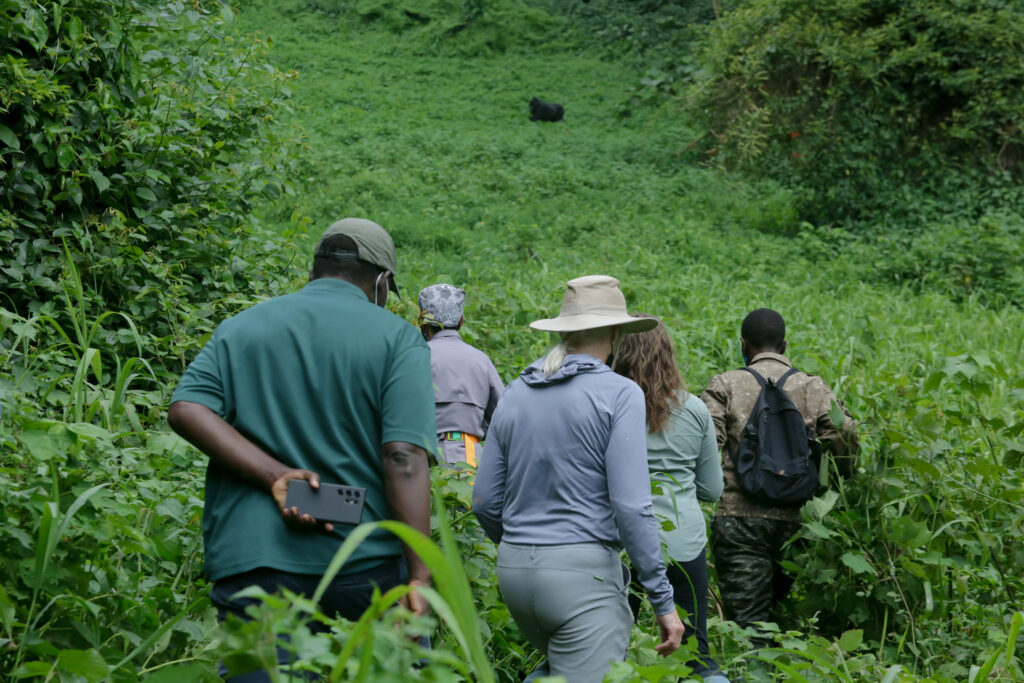 A photo of five adults of varying appearances standing outside in a patch of tall grasses in a forest, watching something move in the distance, perhaps a gorilla.