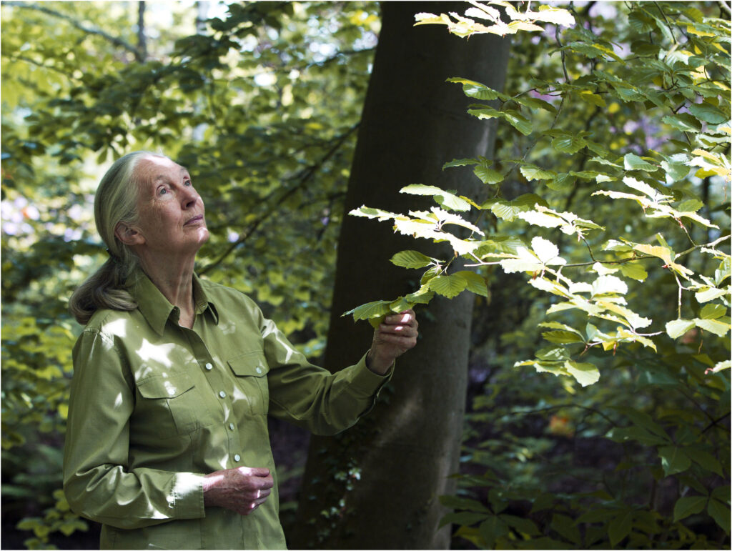 A photo of an elderly, feminine person with light skin and white hair in a ponytail (Dr. Jane Goodall) standing outside and touching the leaves of a tree.