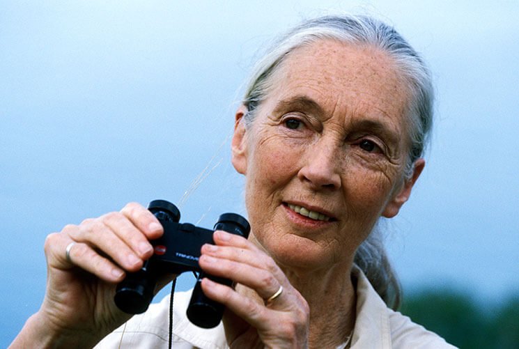 A photo of an elderly, feminine person with light skin and white hair in a ponytail (Dr. Jane Goodall) holding up binoculars.